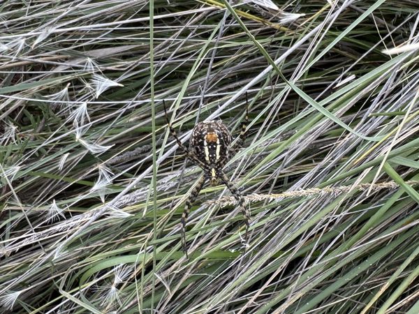 Argiope trifasciata