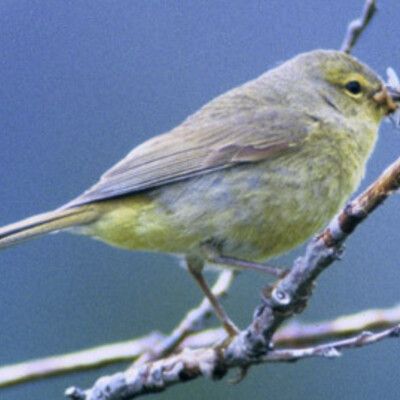 Orange-crowned Warbler