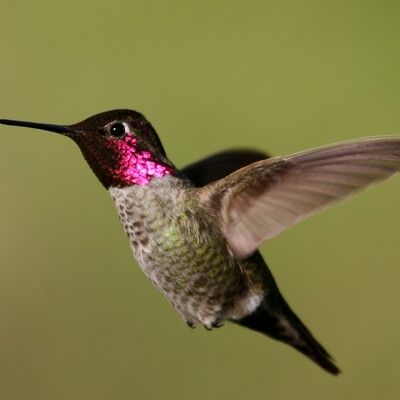 Anna's Hummingbird