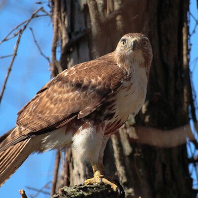 Red-tailed Hawk