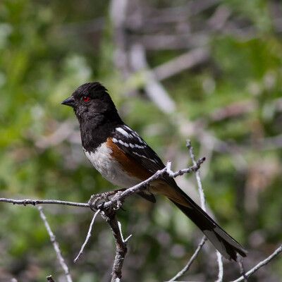Spotted Towhee