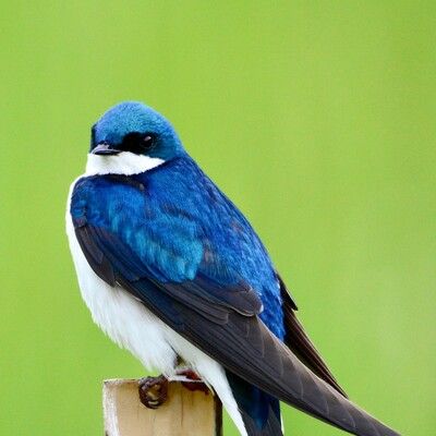 Tree Swallow