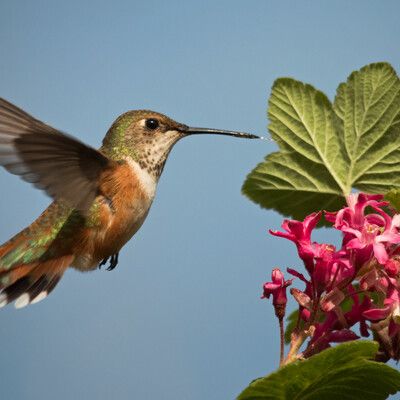 Rufous Hummingbird
