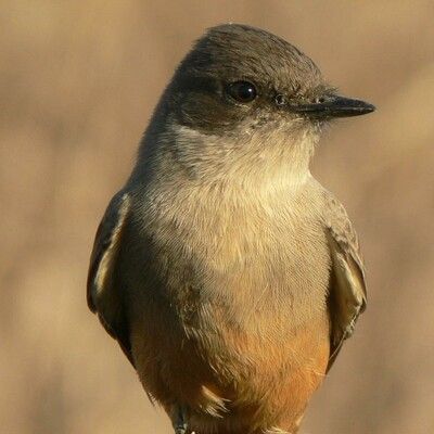 Say's Phoebe