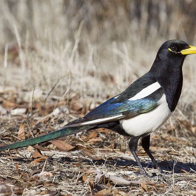 Yellow-billed Magpie