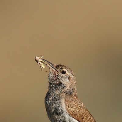 Rock Wren