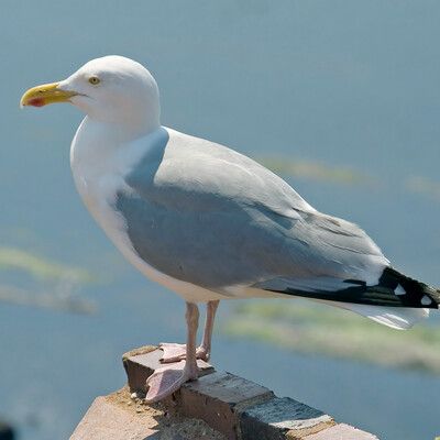 Herring Gull