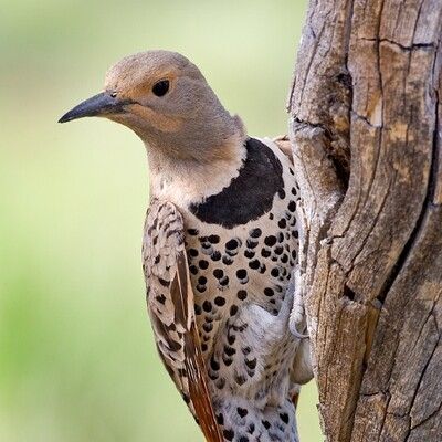 Northern Flicker