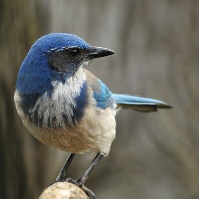 California Scrub-Jay
