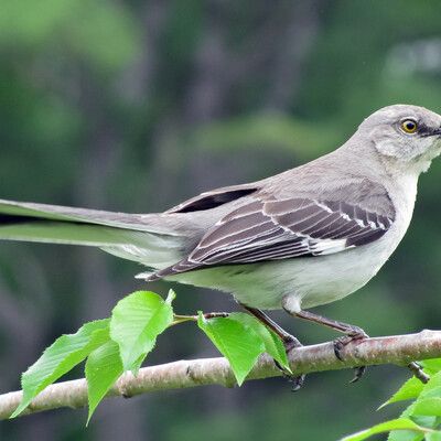 Northern Mockingbird