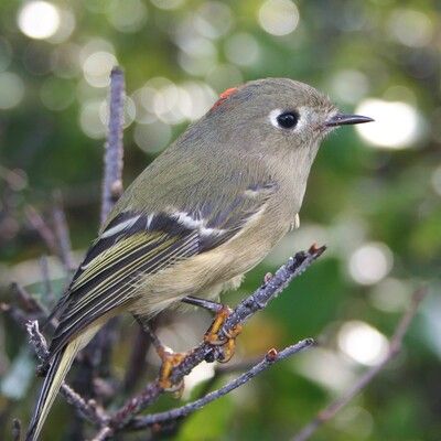 Ruby-crowned Kinglet