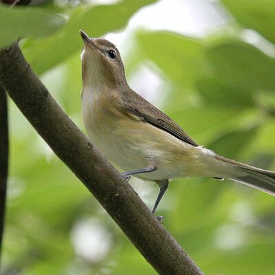Warbling Vireo