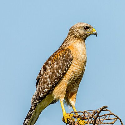 Red-shouldered Hawk