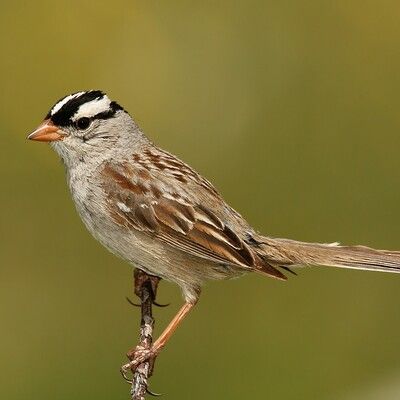 White-crowned Sparrow