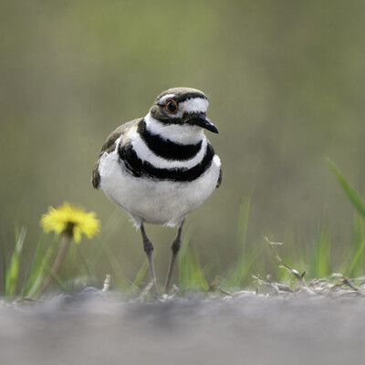 Killdeer