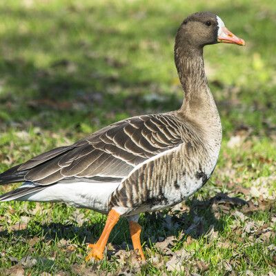 Greater White-fronted Goose