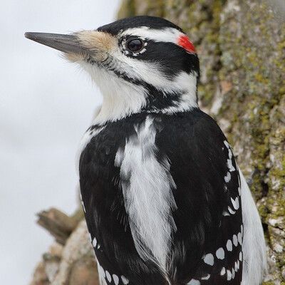 Hairy Woodpecker