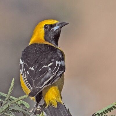 Hooded Oriole