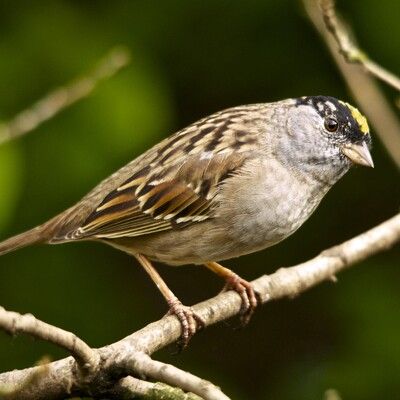 Golden-crowned Sparrow