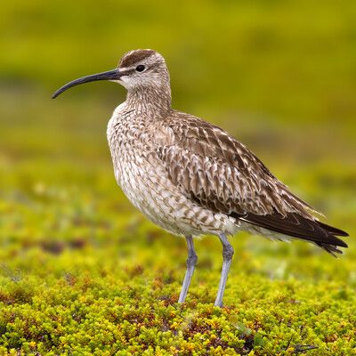 Whimbrel