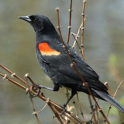 Red-winged Blackbird