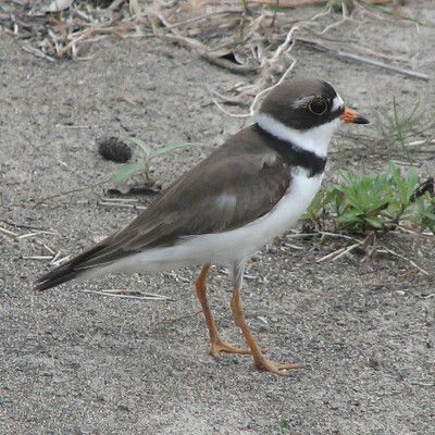 Semipalmated Plover