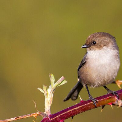 Bushtit