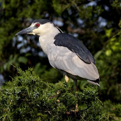 Black-crowned Night-Heron