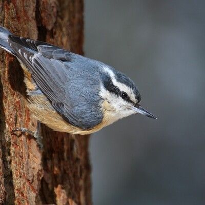 Red-breasted Nuthatch