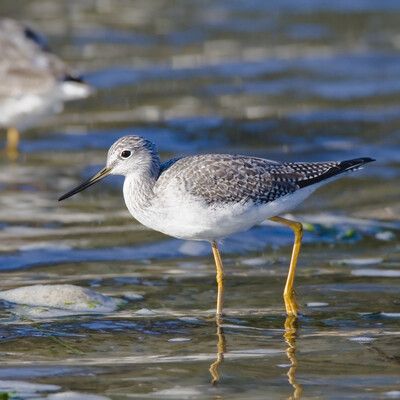 Greater Yellowlegs