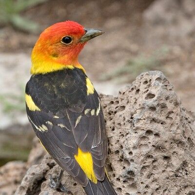 Western Tanager