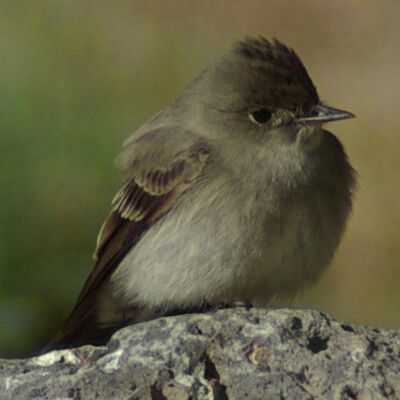 Western Wood-Pewee