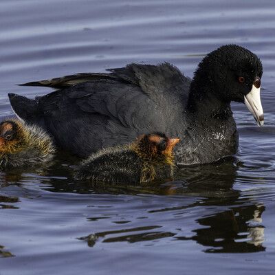 American Coot