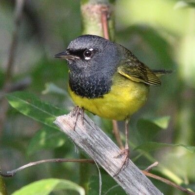 MacGillivray's Warbler