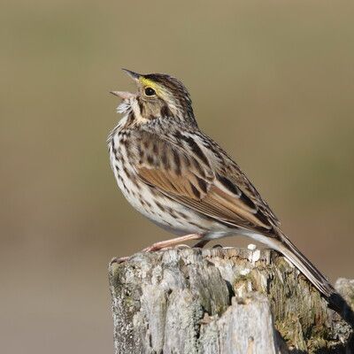 Savannah Sparrow