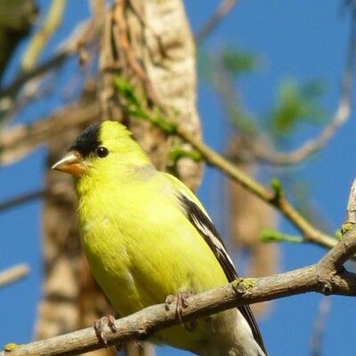 American Goldfinch