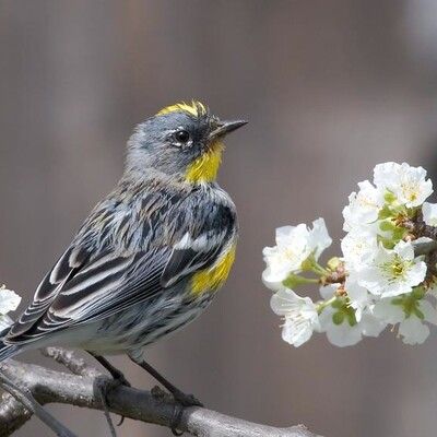 Yellow-rumped Warbler