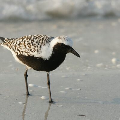 Black-bellied Plover