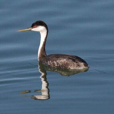 Western Grebe