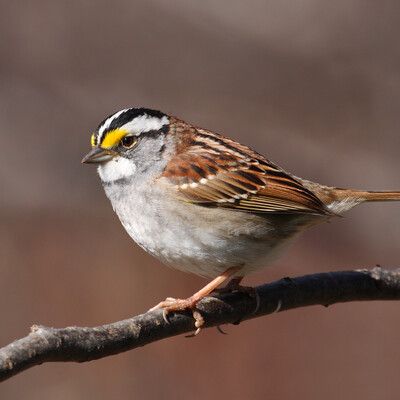 White-throated Sparrow