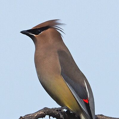 Cedar Waxwing