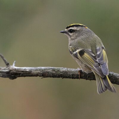 Golden-crowned Kinglet