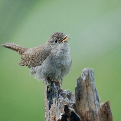 House Wren