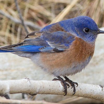 Western Bluebird