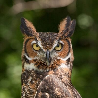 Great Horned Owl