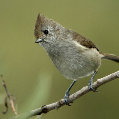Oak Titmouse