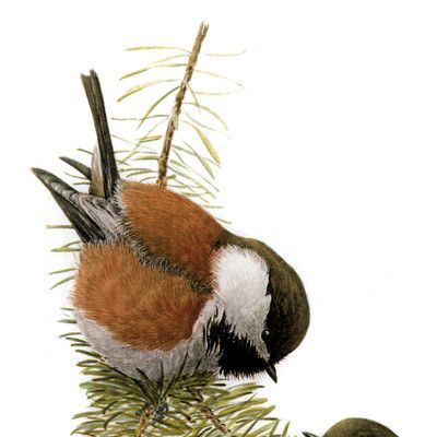 Chestnut-backed Chickadee